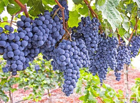 Put the pots outside when the young plants have six more leaves in addition to the first grapes grow on woody, perennial vines that can become heavy, so they need support. Grape Vine (NY 47616) | Restoring Eden