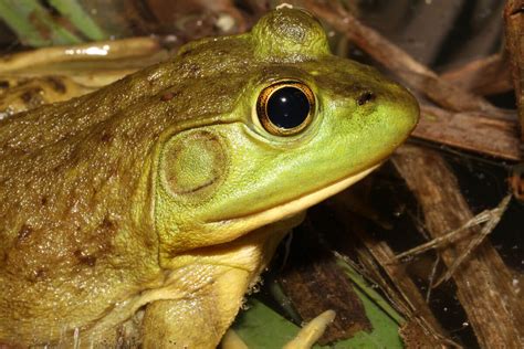 The American Bullfrog Why Is It Not Suitable As A Pet My Animals