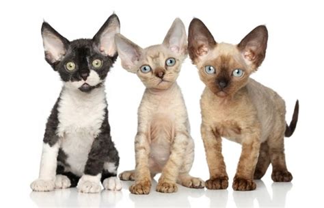 10 Interesting And Informative Facts About The Devon Rex Cat Breed For