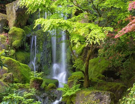 Nature Waterfalls Waterfall Fern Moss Lonely Tree Hd Wallpaper