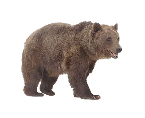 Grizzly Bear Png Photos Png Play