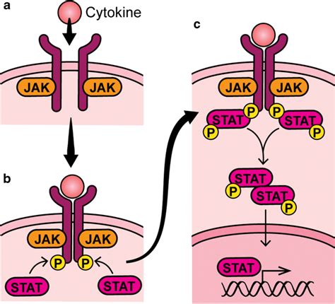 Jak Stat Pathway A Cytokine Binding To Cell Surface Receptors Leads To