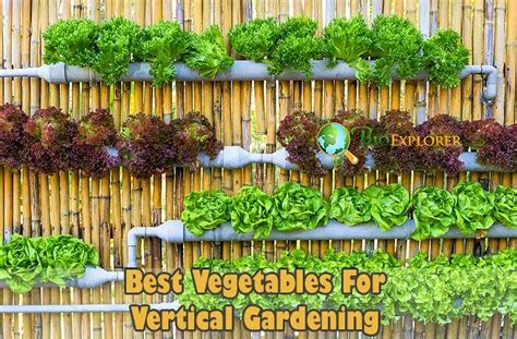 What Vegetables Grow Well In A Vertical Garden Tutorial Pics