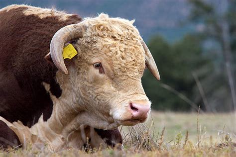 Horned Hereford Cattle Stock Photos Pictures And Royalty