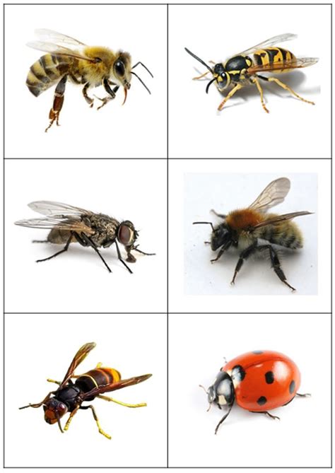 Images Classifiées Insectes Et Petites Bêtes Loustics Insects