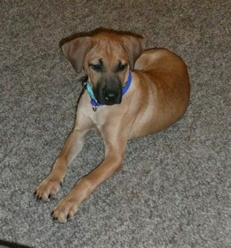 Black Mouth Cur Maybe