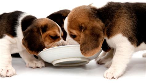 A Basic Guide To Feeding Your Dog 4 Women Daily Magazine