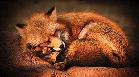 The Sleepy Fox Photo By Jeff Szucs 1st Prize Winner 2020 Westways