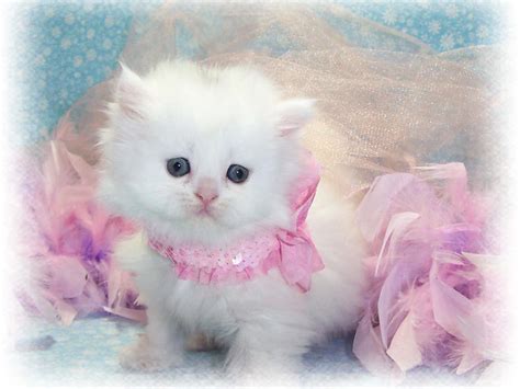 Adorable Persian Kitten Pictures Photos And Images For Facebook