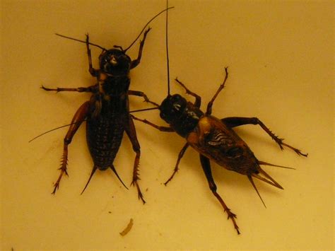 We did not find results for: crickets … | pindanpost