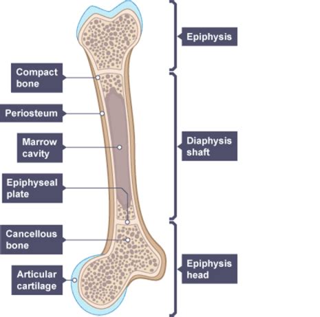 This model shows a cross section of compact bone. Heart, Cardiac Cycle and the Circulatory System