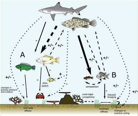 Hypothetical Illustration Of How Nces From Predators Might Alter Coral