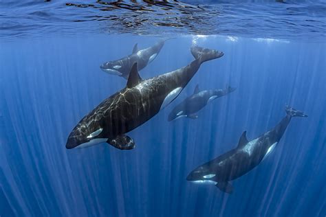 Swimming With Orcas Amazing Adventures Travel