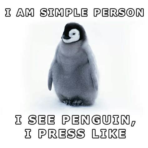 24 Memes That Prove Penguins Are The Funniest Animals On Earth Artofit
