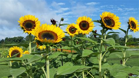 How To Grow Sunflowers From Seeds Outdoors Growing Sunflowers Hgtv