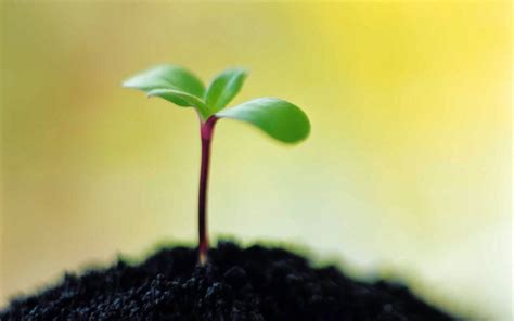 Sprout And Soil Wallpapers Wallpaper Cave