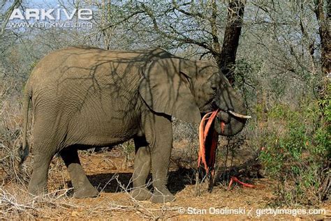 African Elephant Stripping Bark View Amazing African