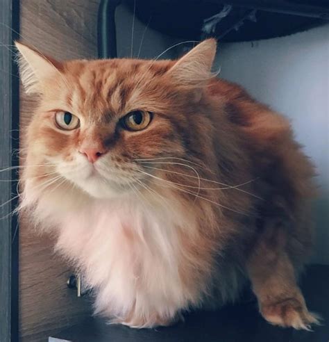 We're sure you'll find a name you love. 250 Best Male Cat Names Ever (With images) | Cat names ...