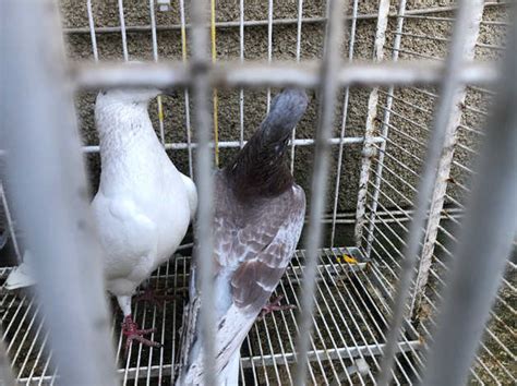 Racing Pigeon In Sheffield On Freeads Classifieds Pigeons Classifieds