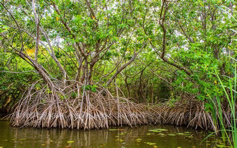 Mangrove Zone