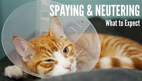 Spaying Or Neutering Your Cat What To Expect Cattime Cat Facts