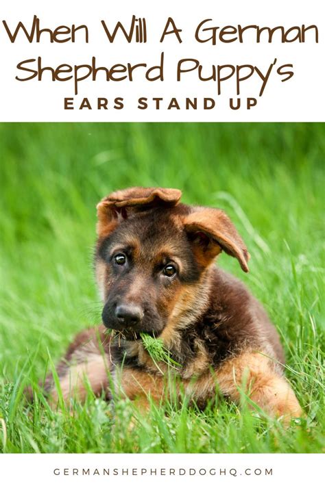German Shepherd Puppy Ear Stages With Images German
