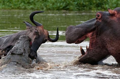 Photographer Captures Amazing Battle Between Hippo And Crocodile