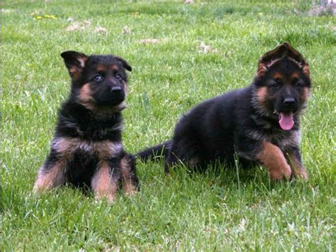 German shepherd puppies for adoption in ohio. German Shepherd Puppies Toledo Ohio | PETSIDI