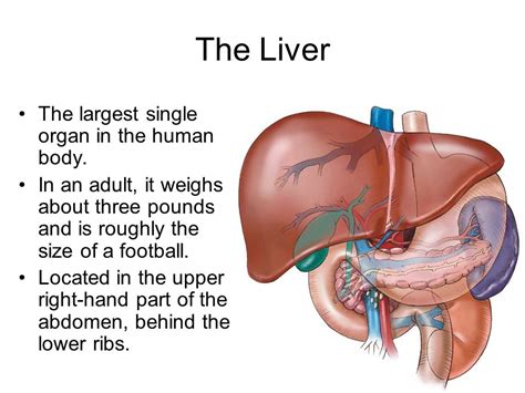 Location of liver in human body. Bilal M Mirza: Organs | Ear, Liver, Heart (Basics for ...