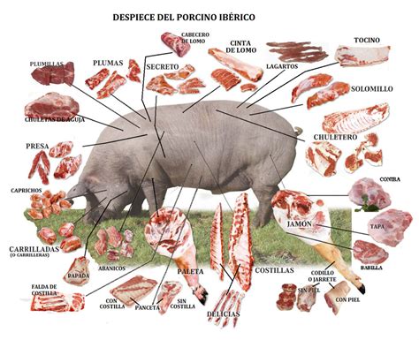 Guía Práctica Los Cortes Del Cerdo Ibérico Más Sabrosos Y En Qué Recetas Usarlos