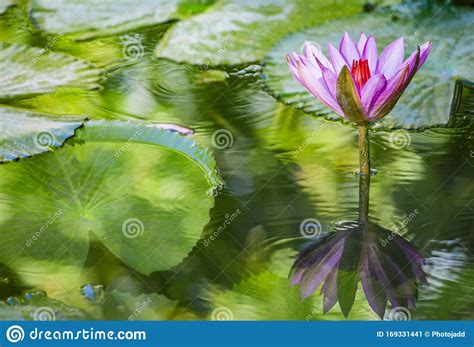Beautiful Pink Purple Flower Of Water Lily Or Lotus Flower Nymphaea In