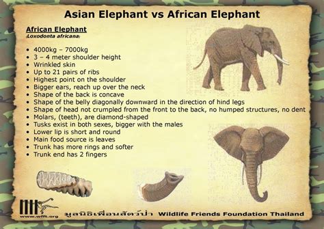 03africanelephant 1024x724 Wildlife Friends Foundation