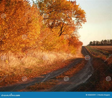 Autumn Country Road Along The Forest Stock Image Image Of Beauty