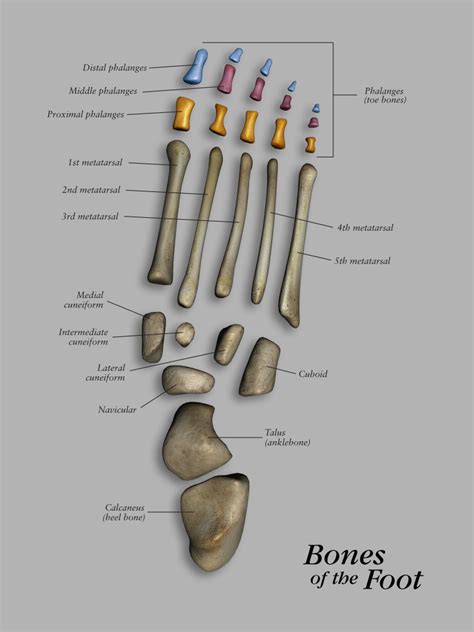 Bones Of The Foot Separated John The Bodyman