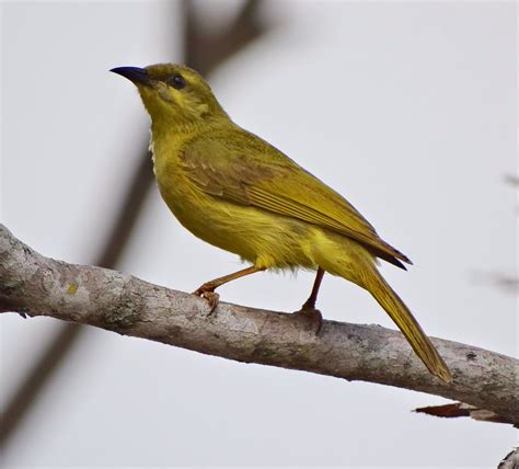 Sunshinecoastbirds Yellow Honeyeater On Bribie Island