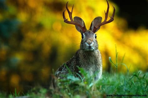 Jackalope Poetry