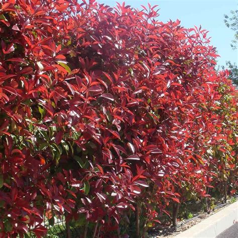 Photinia Red Robin Hedging Hedging Plants And Shrubs Hedging Plants