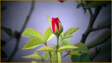 Flowers wallpapers hd 4k ultra hd 16:10 3840x2400 sort wallpapers by: Roses Flower 4K Wallpapers - Wallpaper Cave