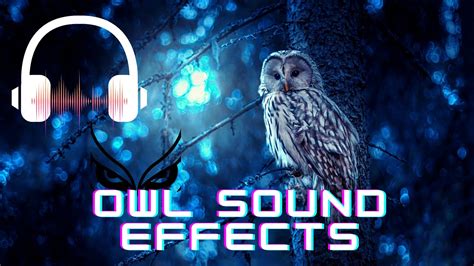 Owl Sound Effect Owl Sound Youtube