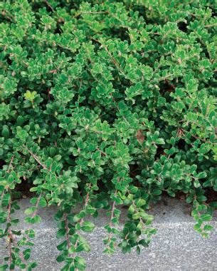 Grows in zones 4 to 9 in part shade and part sun to full sun. Tough Ground Covers - FineGardening