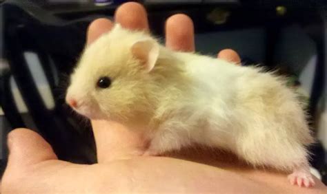 Teddy Bear Hamsters 21 Amazing Hamster Facts Hutch And Cage