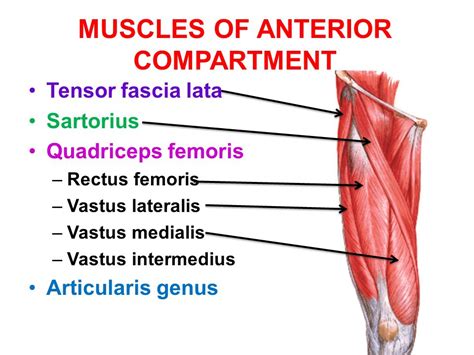 Muscles Of Anterior Compartment Of The Thigh Earth S