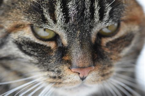 Free Images Animal Pet Fur Fauna Close Up Nose Whiskers Snout