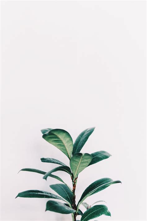 Cute Aesthetic Plant Wallpapers On Wallpaperdog