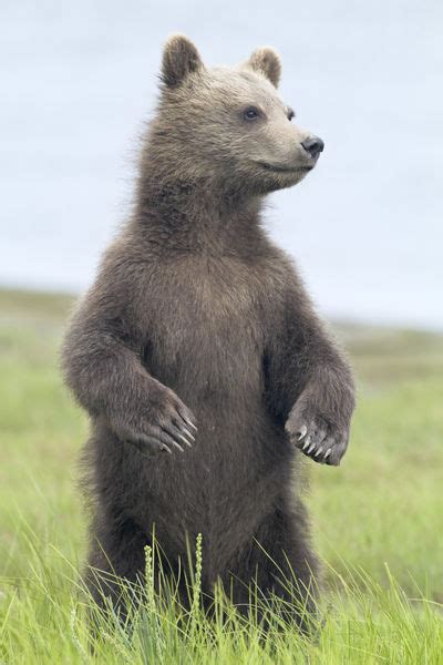 Standing Grizzly Bear Cub Photography Art Prints And Posters By