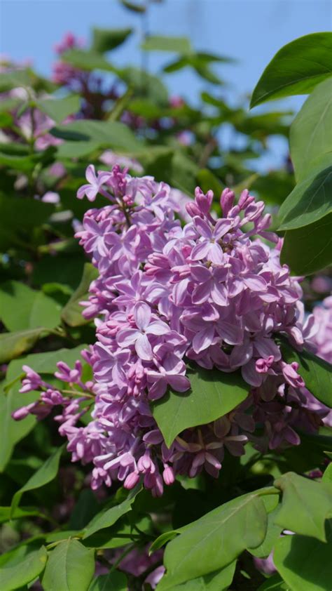 Bacillus thuringiensis kurstaki (dipel, thuricide, others), spinosad (conserve), and other labeled insecticides are effective. 5 Stunning Flowering Trees - Utah Lawn Care