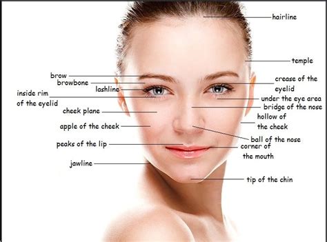 Split your eyelid into three sections with the smallest being the first one by your inside corner. Do you want to apply your foundation correctly? Know your Facial Structure. #makeup #beauty # ...