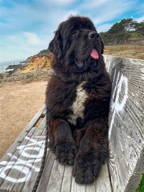 Pin By Stephen Sayad On My Newfies Newfoundland Dog Puppy Cute Dogs