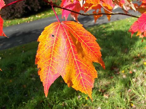 6 Prevalent Types Of Maple Trees In Alabama Progardentips