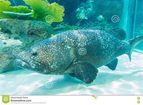The formigas islets, sometimes referred to as the formigas bank, are a group of uninhabited rocky outcroppings in the eastern group of the a. A Giant Grouper Fish Lives In Formigas Rocks. Stock Image ...